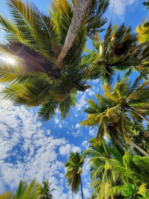 Ti Sucrier Jaune - Douceur Caraibe Vue Mer Le Carbet Exteriér fotografie